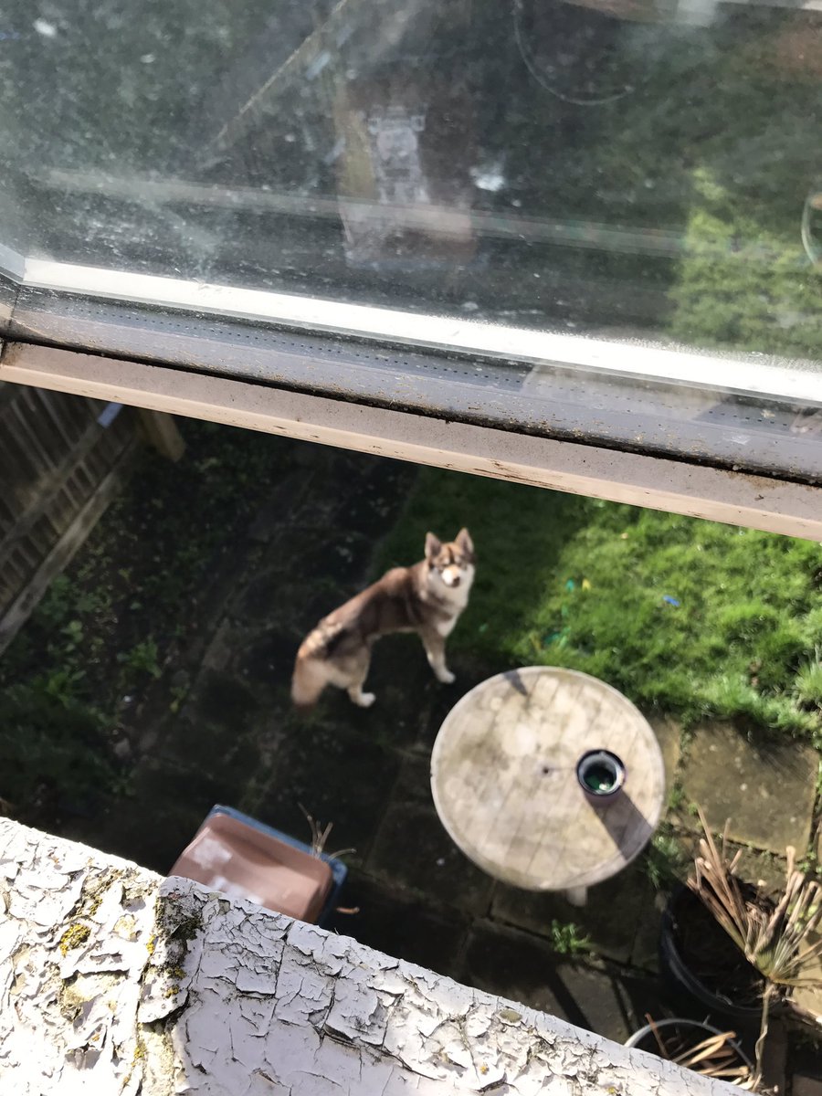 TheNewsAtGlenn's tweet photo. How I tried to give an enormous stray dog in my garden a bowl of water without it getting into my house. A story in three acts: https://t.co/nTkZ9UrZMm