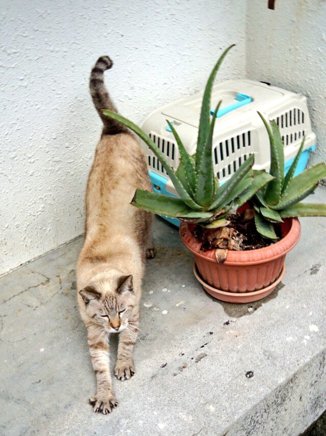 nekosanpo_xxx's tweet photo. みんな、伸びーーる https://t.co/BTy4826c38