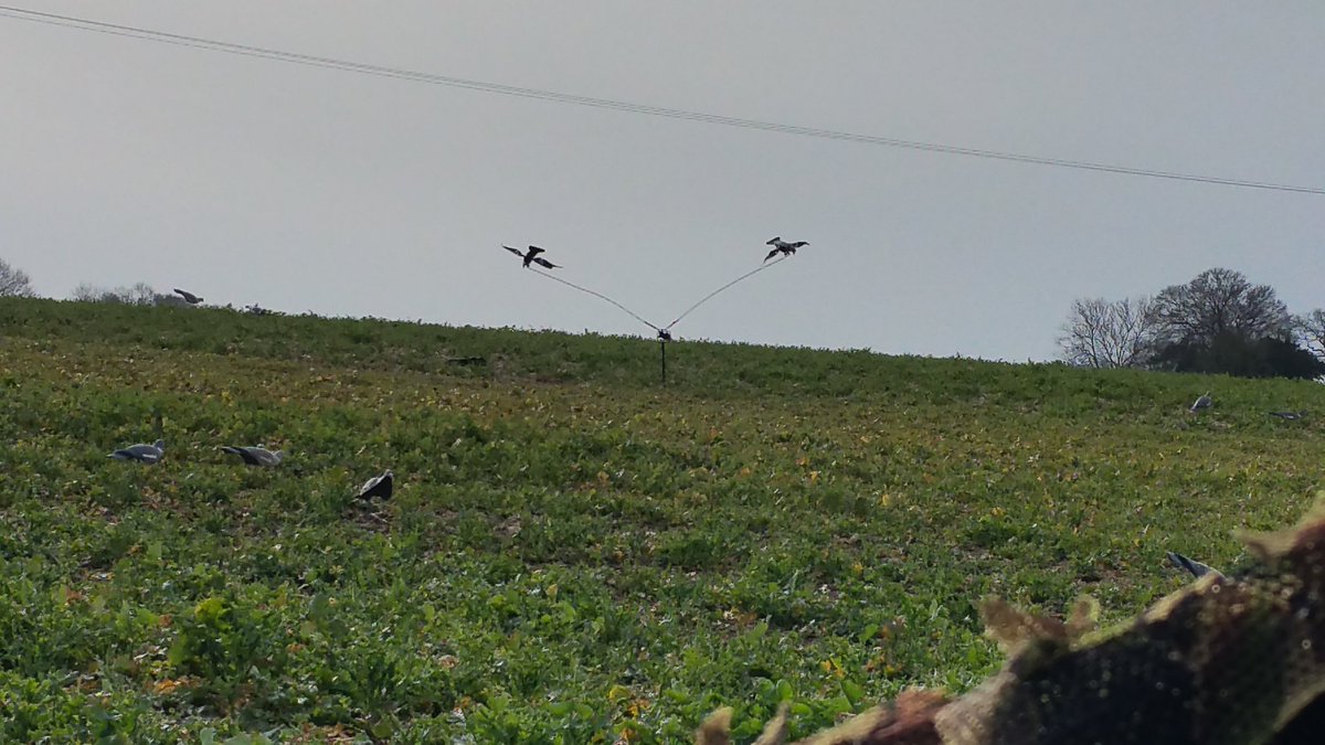 Slow start but first morning without rain for ages!!
#lovemondays <a href="/GameboreUK/">Gamebore Cartridges</a> <a href="/Beretta_1526/">BERETTA</a> <a href="/BASCSW/">BASC South West</a> <a href="/shootinguk/">Shooting UK</a>