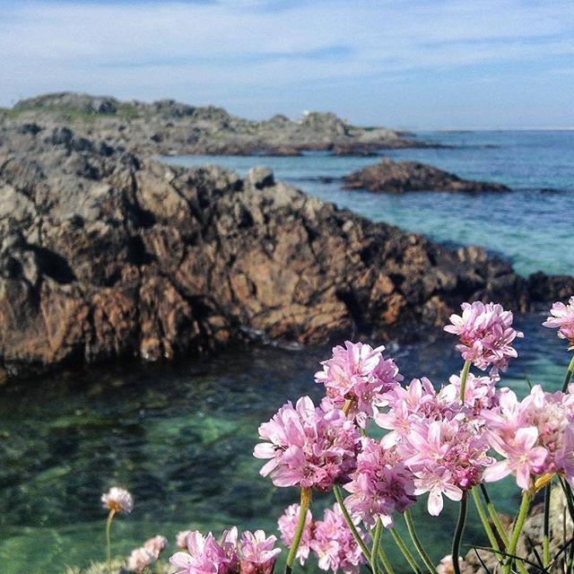 VisitScotland's tweet photo. Wow! You can almost smell those flowers and feel the coastal breeze in this shot of Tiree 😍 📷 IG/ewan_maclean187 #Tiree #ScotSpirit https://t.co/bjglah1pys