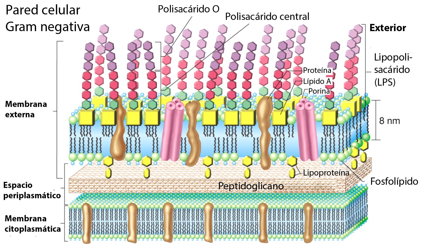 Endotoxinas bacterianas ejemplos