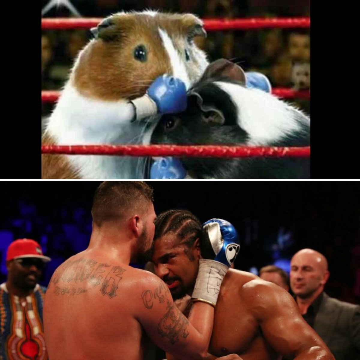 mandy_penguin's tweet photo. Is it just me?... :p #HayeBellew #comparison #funny #guineapigs #boxing #noticedthis xx https://t.co/qcBI6f0XCK