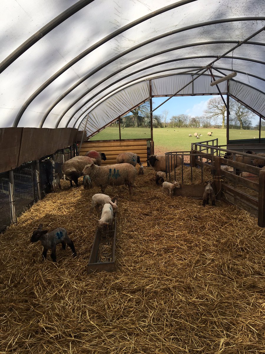 cheshiremovers's tweet photo. What a gorgeous day especially with all the new arrivals #springhasarrived #lambing #cheshire #cheshireclearanceandremovals https://t.co/xxmCObykV8