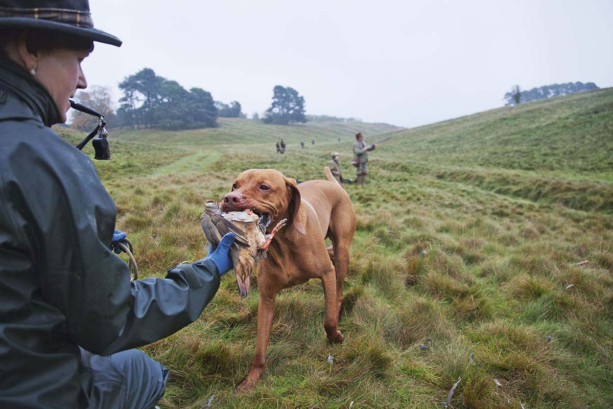 #chien #chasse La règle d'or des déclics. L'apprentissage se fait par bonds
&gt;&gt;bit.ly/2lNtsbv