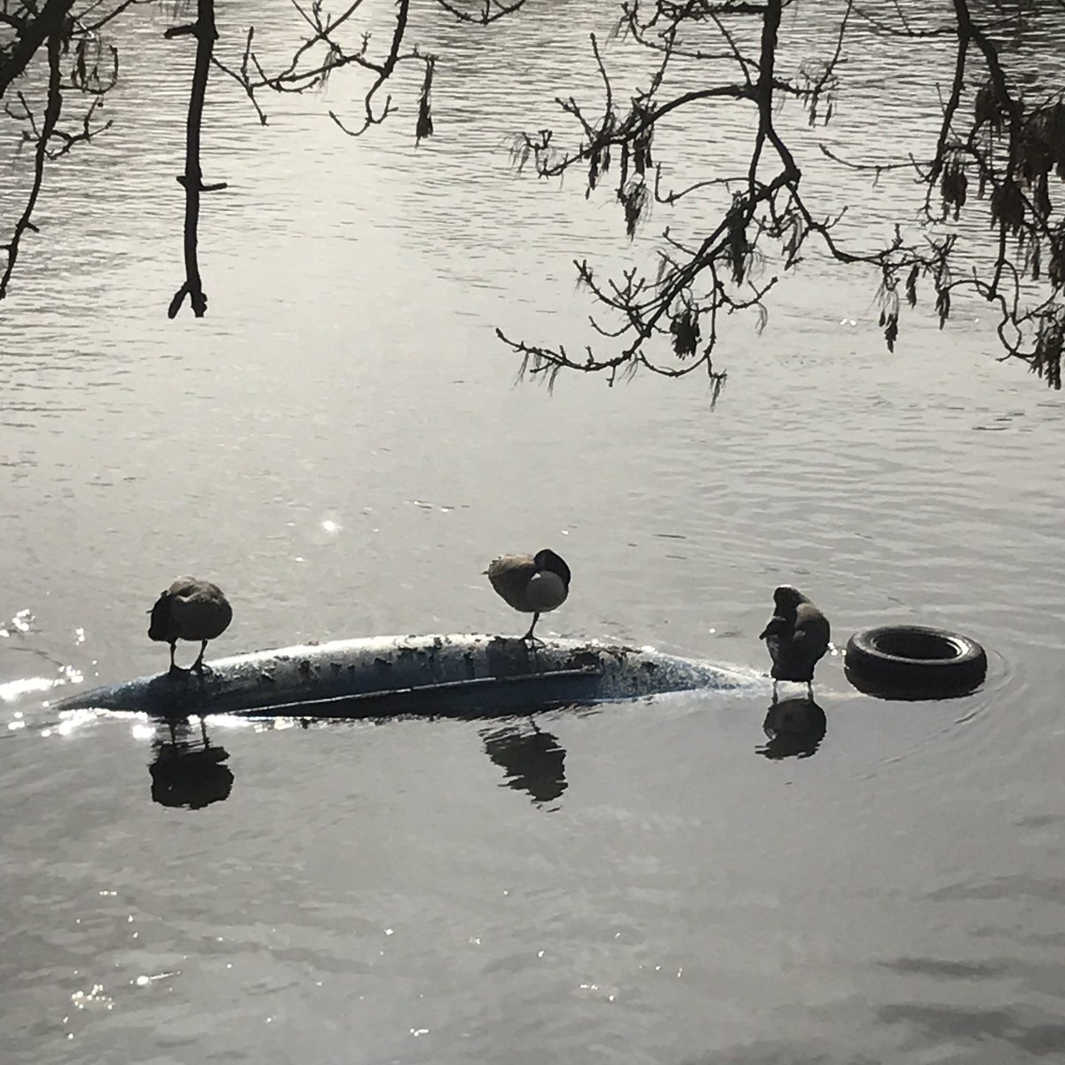 #ducks #upsidedown #boat #tyre #riverwalk #richmond #twickenham #relax #calm #health #fitness #exercise <a href="/handserenity/">Jacquelyn_Williams</a> @AdelfiWebDesign