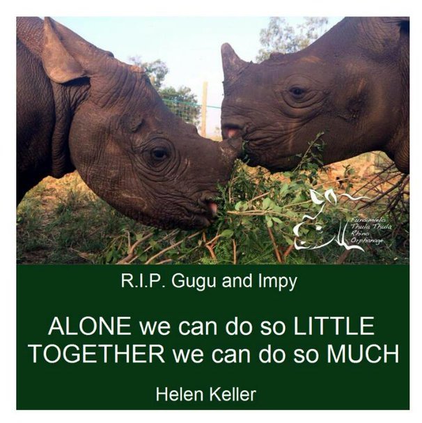 Protect_Wldlife's tweet photo. #SupportThulaThula - EMERGENCY funding needed to ENHANCE SECURITY @ThulaThulaFund. Please donate at ️https://t.co/h4cyoMxnXa #RIPGuguandImpy https://t.co/O7DSR6FRXe