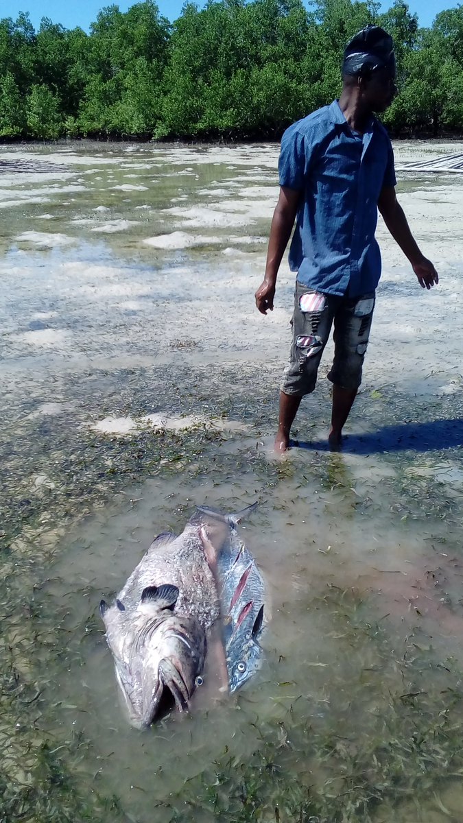 JeremyHuet1's tweet photo. Grouper Savings Horticulture and Rain in Quirinde @anamariguesa @Darwin_Defra @OurSeaOurLife @ZSLMarine @fndtn_Ensemble https://t.co/lhyj4ecsLD