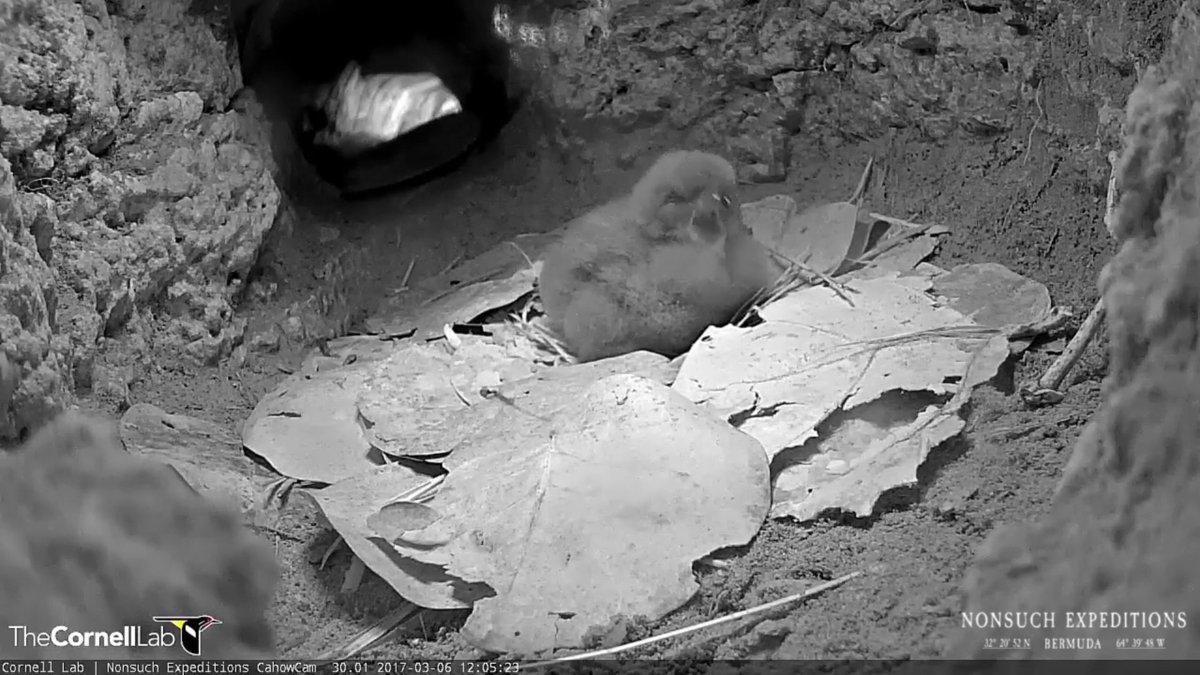 Eagle_nut's tweet photo. @BermudaCahowCam 12:05  pm  03/06/17  Yawning Chick! #BermudaCahowCam https://t.co/iYiSxbMXCD