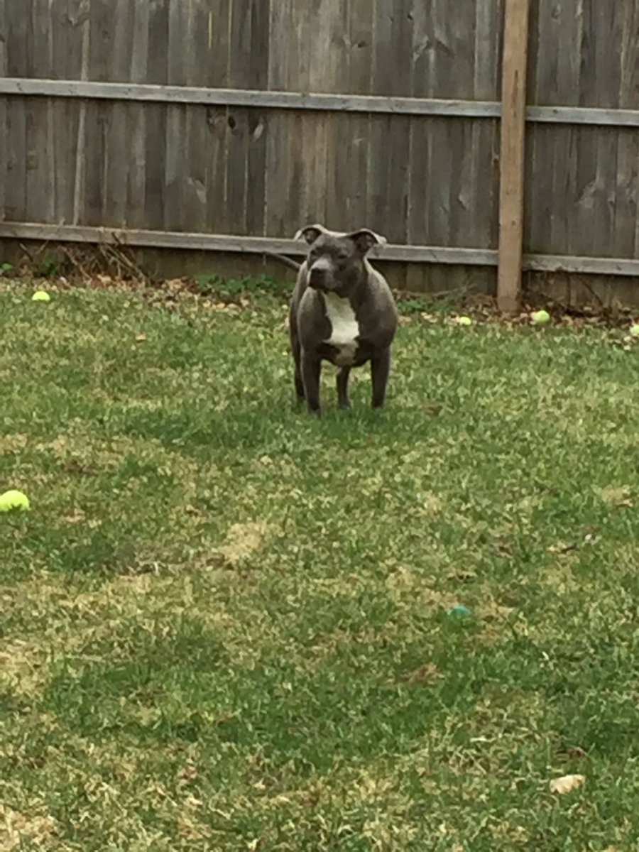 IceColdBully's tweet image. Civil and Azul pup Stella 4yrs old