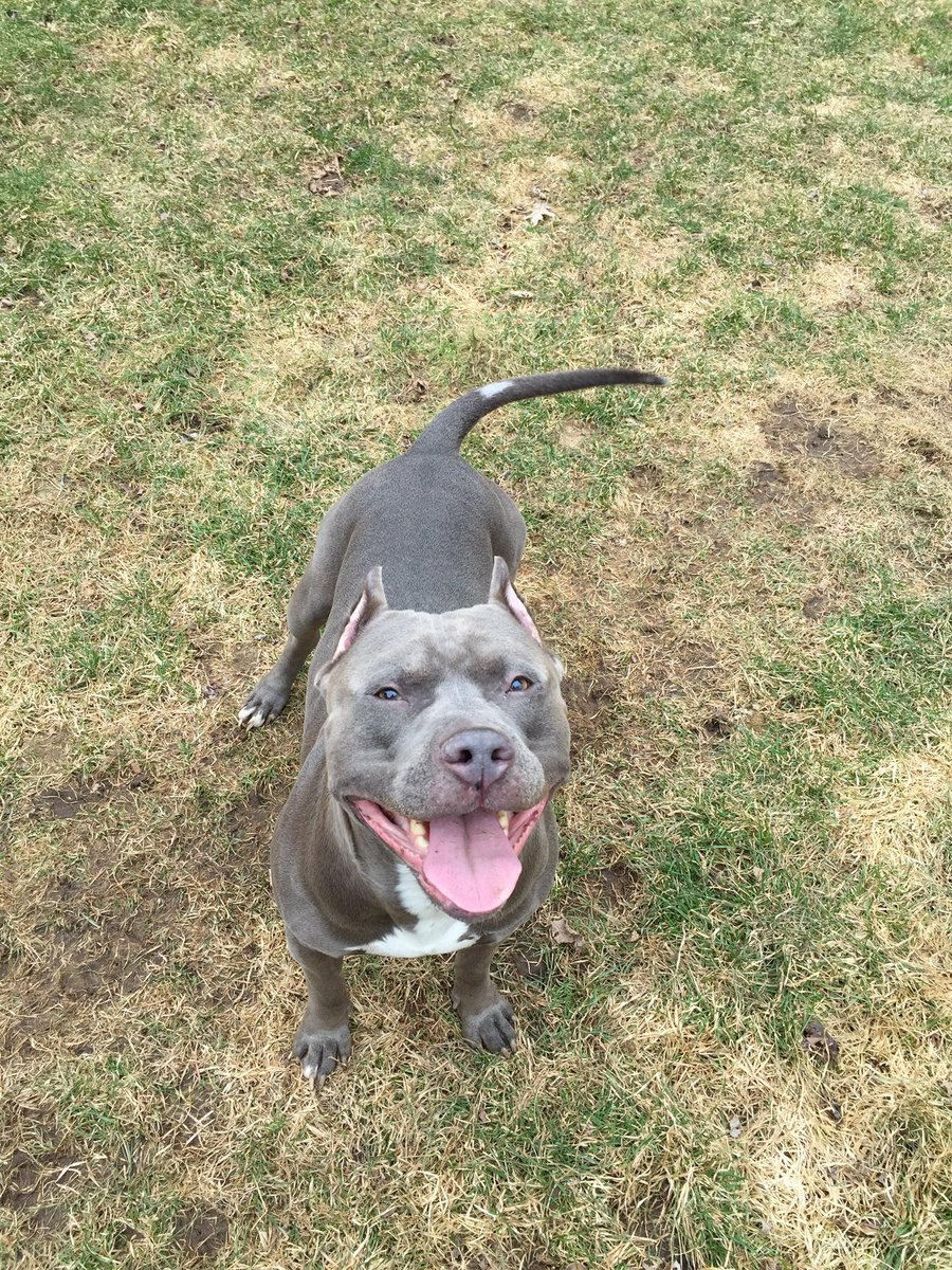 IceColdBully's tweet image. Visiting civil and Azul pup steel 4yrs old