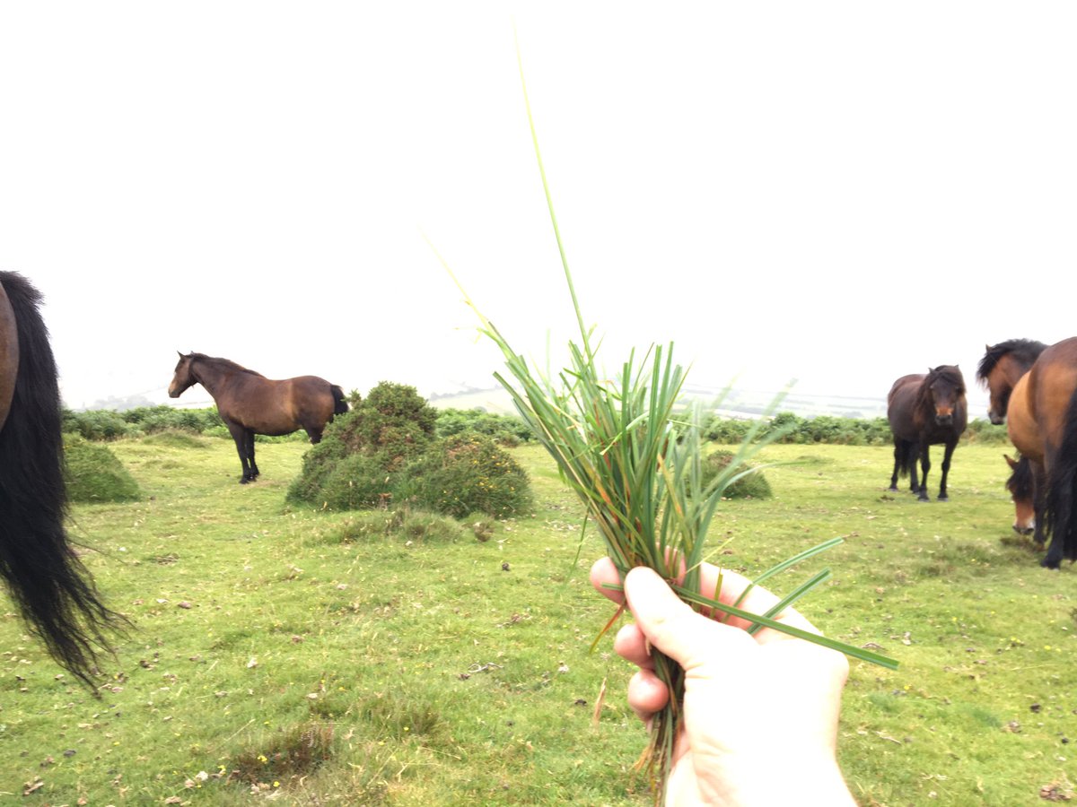 chris_richarde's tweet photo. Attempting to feed a wild horse... #England #Flashback #DontRunMeOver? 😂 https://t.co/gVrWzqdStj
