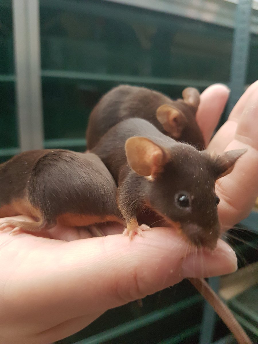 Chocolate tan does #fancymice #mice #show #exhibition