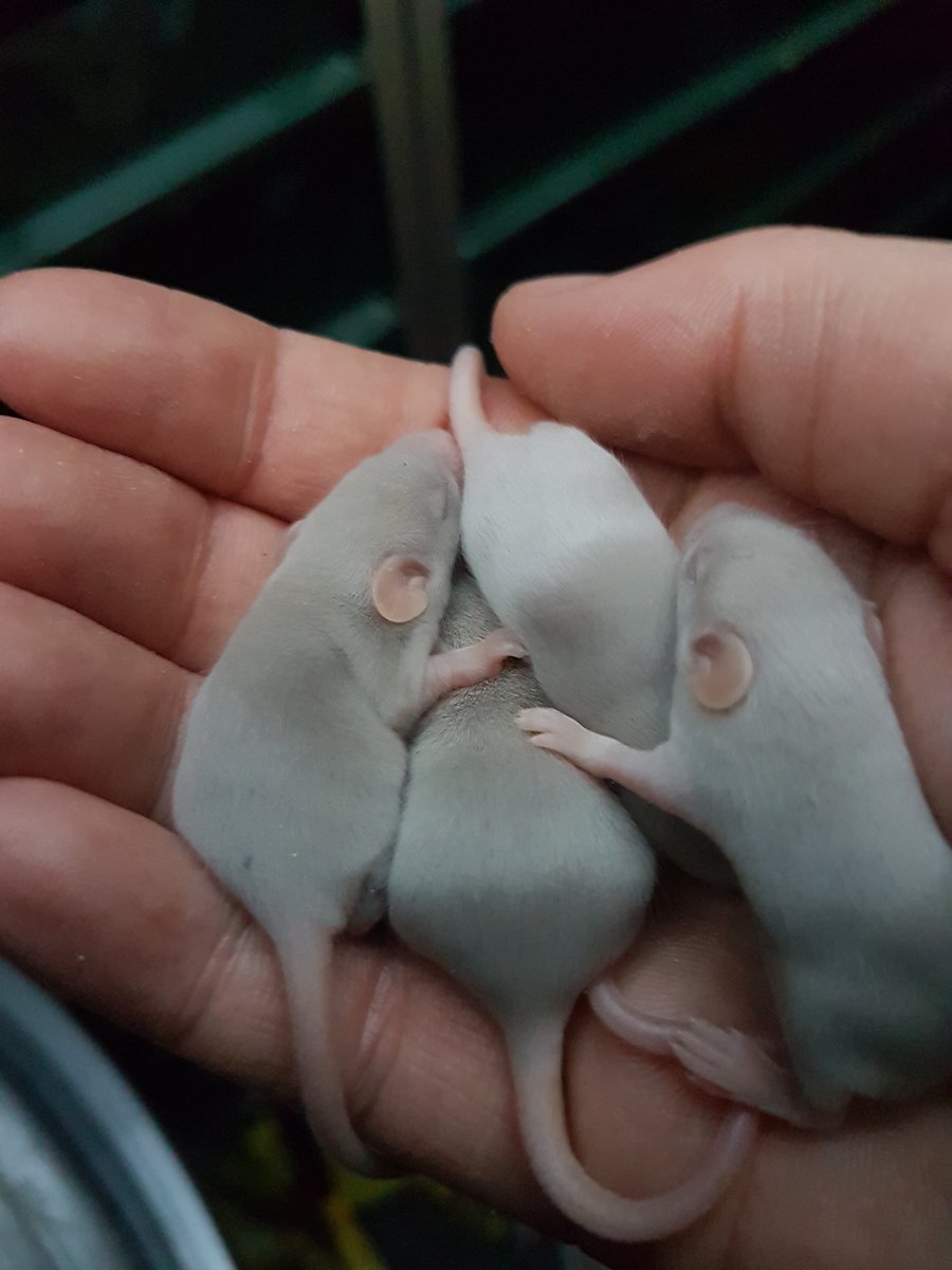 Black eyed dove tans just over a week, little chunks. #mice #fancymice #cute