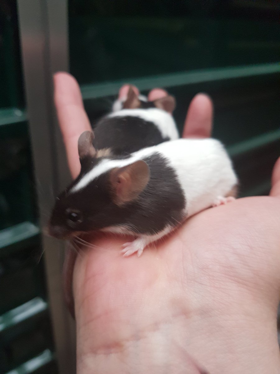 #fancymice #mice #cute