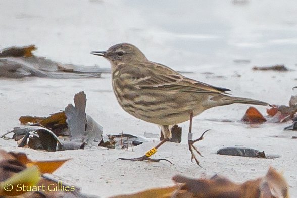 Viking Optical Ltd tweet media