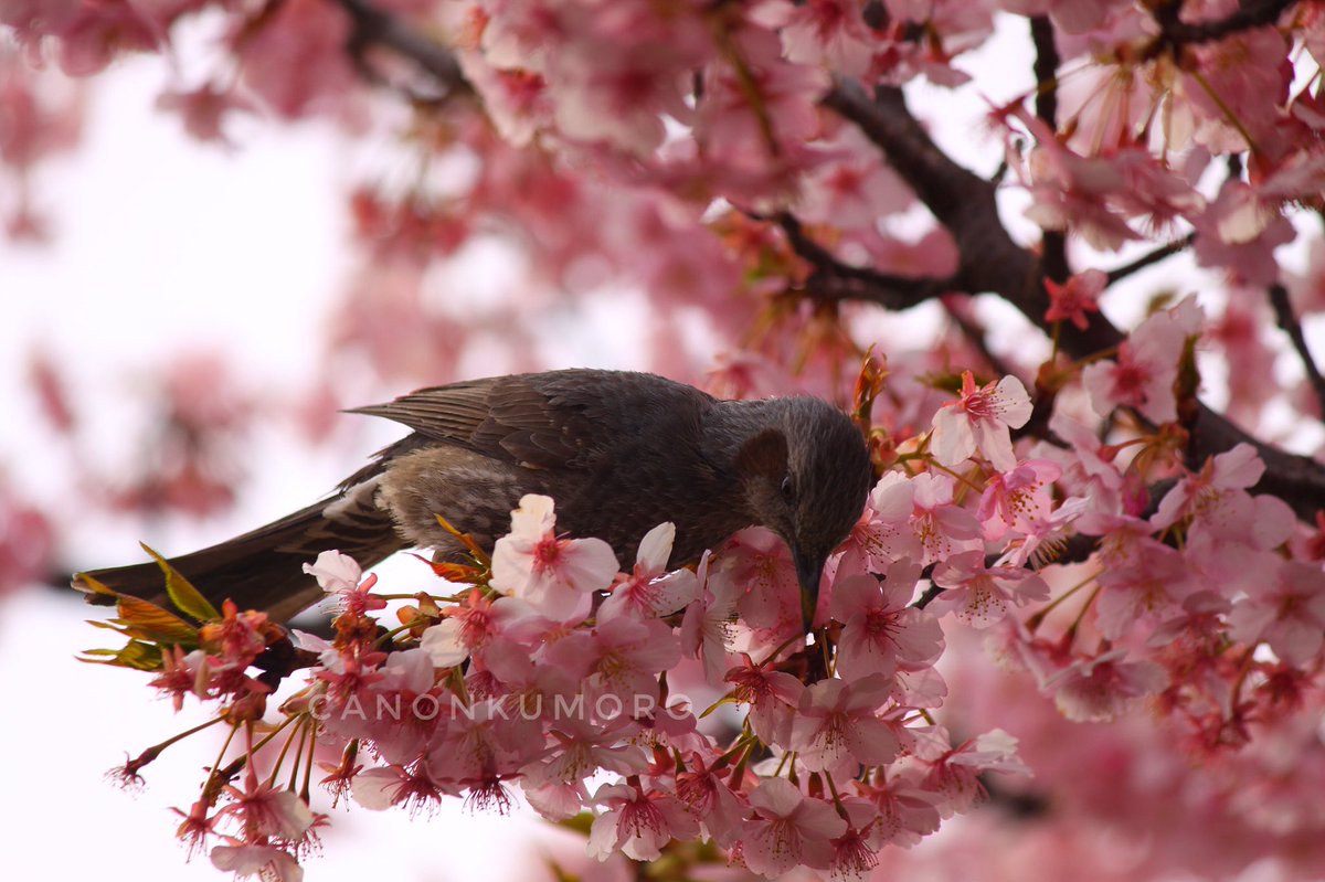 riza katon kumoro (@katonkumoro) on Twitter photo 