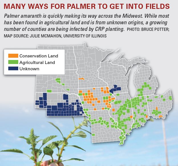 FarmersAdviser's tweet photo. How CRP seed has helped Palmer Amaranth seed https://t.co/OsEApbEVI4 https://t.co/N3iMl0zUAM