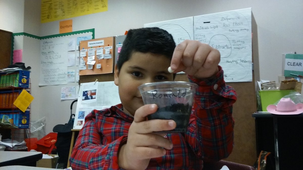 MrTclass1's tweet photo. For living things we planted seeds. Como ejemplo de seres vivos sembramos semillas. https://t.co/qNsJUrWrvz