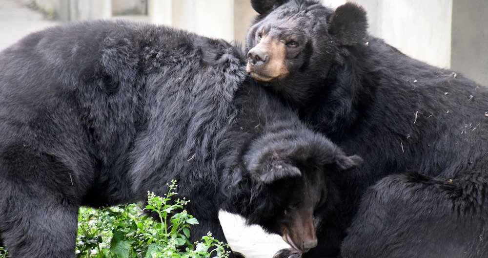 AnimalsAsia's tweet photo. #MoonBearMonday Bonny & Prince remain inseparable 15 years after they were both rescued from bile farms ❤️ 🐻 https://t.co/IrPHJ5XMmU https://t.co/8aEtJWNYRd