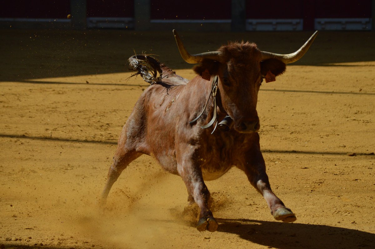 Parejas para el Concurso de Recortadores de Fitero, organizado por <a href="/toropasion/">Toropasión</a> festejospopulares.net/noticias/2017/…
#LIGADELASANILLAS