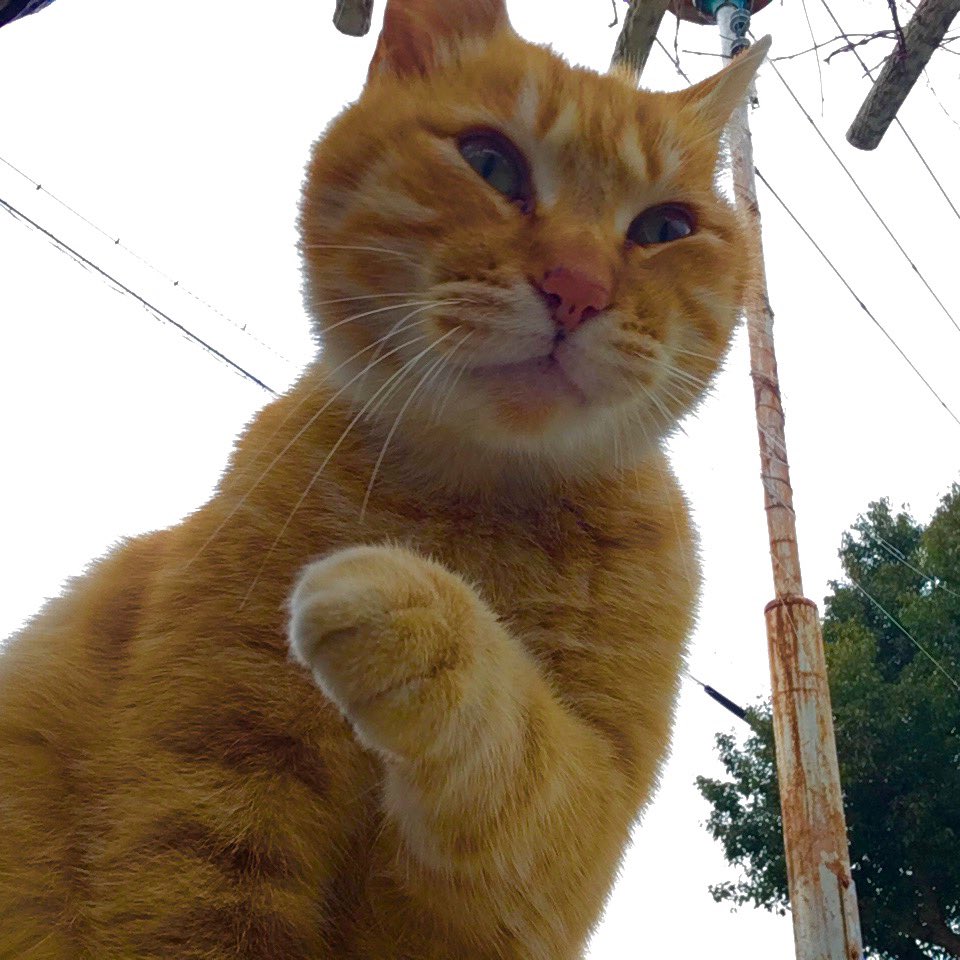 肉球くまさん 肉球くまさん