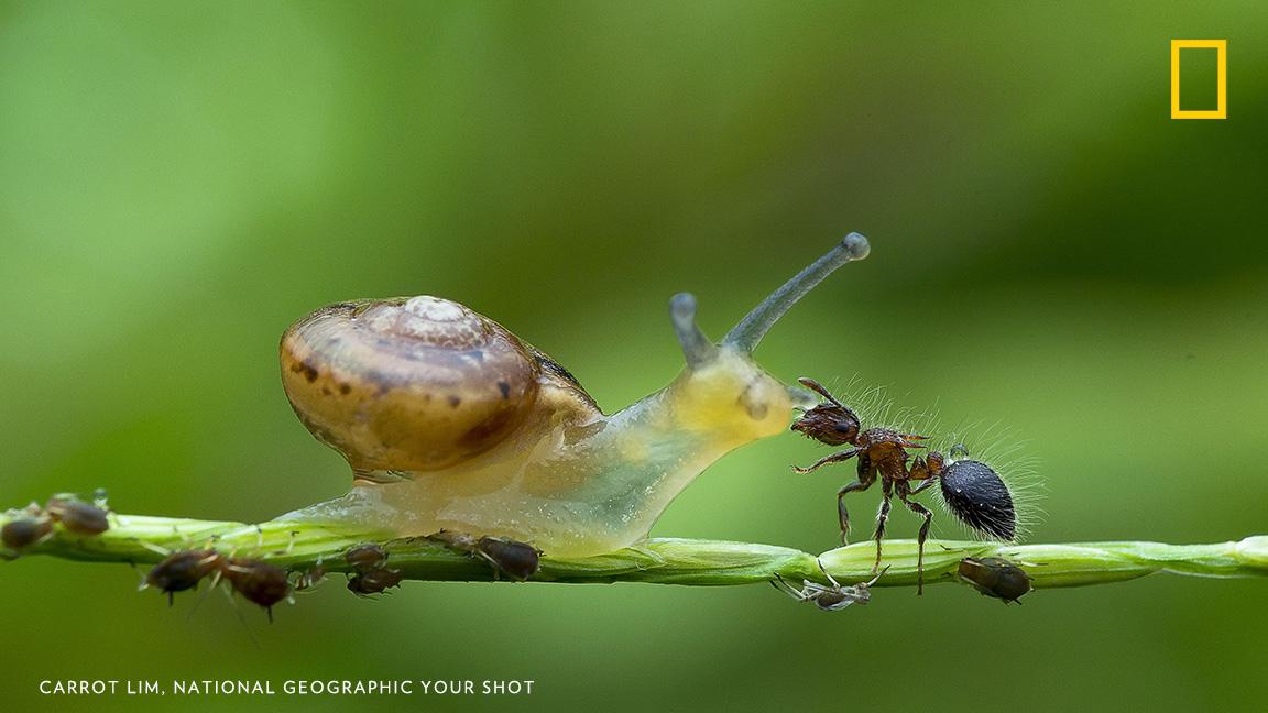 National Geographic tweet media