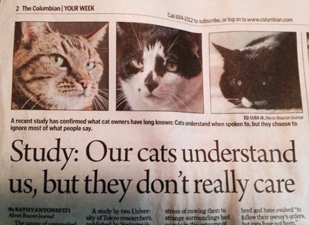 conironca's tweet photo. @Lantos como respuesta a todas tus preguntas sobre gatitos https://t.co/4ylEkdDPiU
