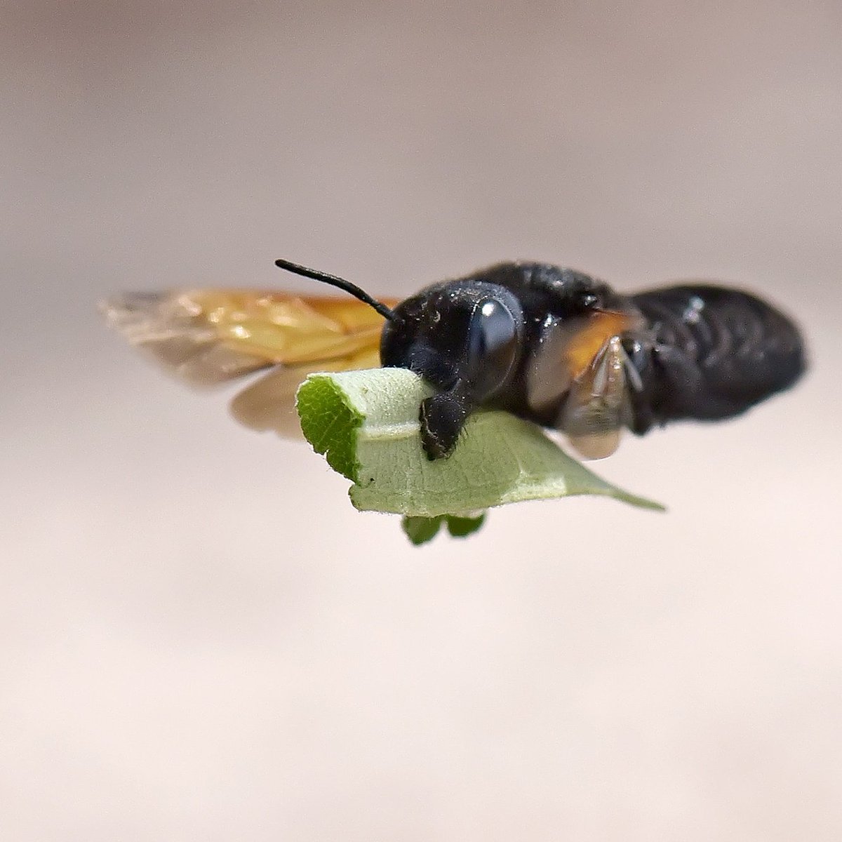 BaloxJc's tweet image. #bumblebees #savebee #nature #photography