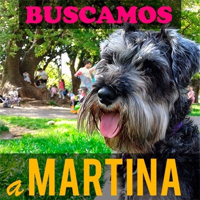 MVEROREYNOSO's tweet photo. #BuenLunes #buscamosamartina sumate a nuestra búsqueda con un RT 👇si querés que regrese a su casa llámanos 1551500268👇 gracias💕 https://t.co/Ah0xmIEwtR