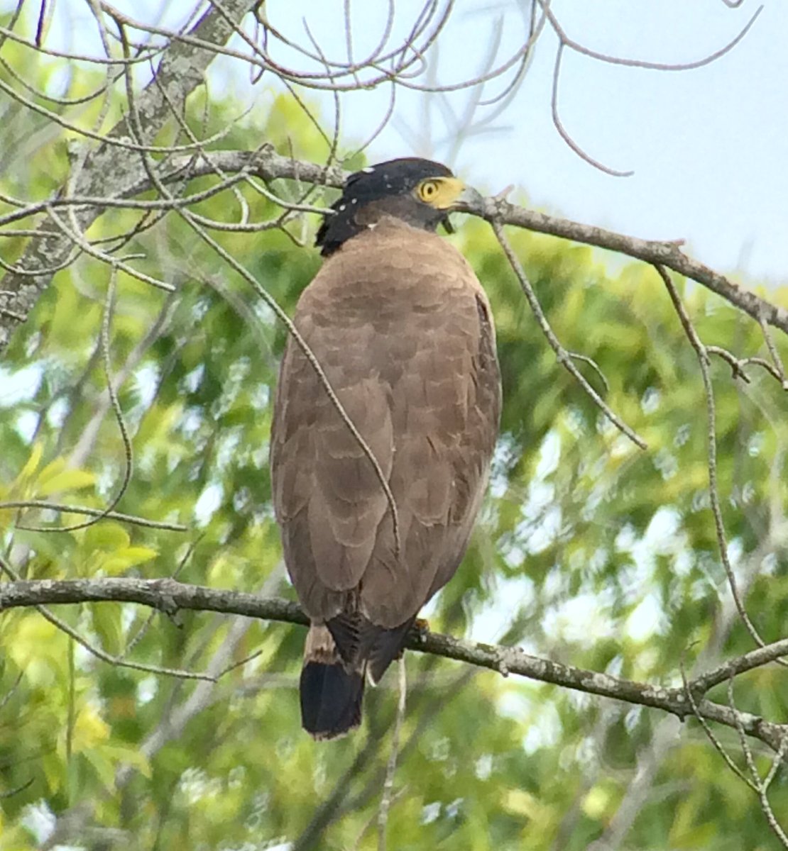 SBOmad's tweet photo. Great full day Kuala Selangor @Heather_Benn88 with Little Bronze Cuckoo n Forest Wag. A fantastic raptor day Eagles, Bazas, Kites galore https://t.co/Y3IKOQ4Z0T