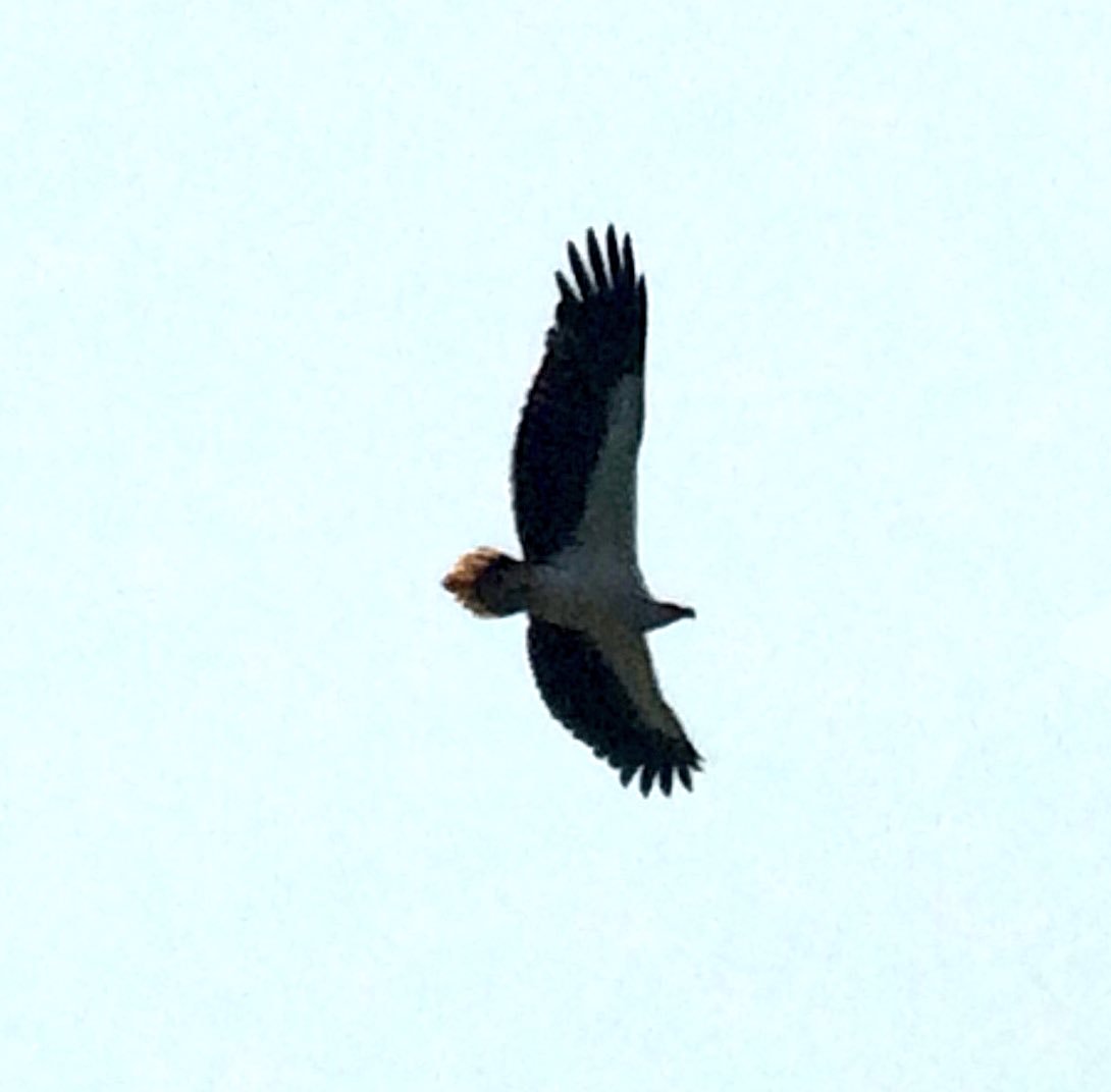 SBOmad's tweet photo. Great full day Kuala Selangor @Heather_Benn88 with Little Bronze Cuckoo n Forest Wag. A fantastic raptor day Eagles, Bazas, Kites galore https://t.co/Y3IKOQ4Z0T