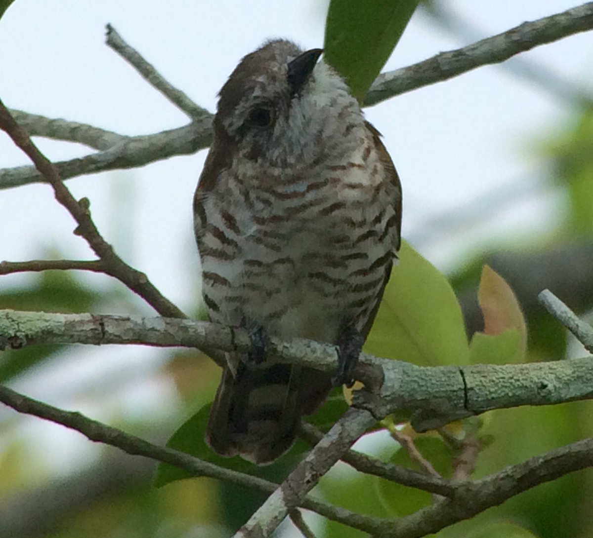 SBOmad's tweet photo. Great full day Kuala Selangor @Heather_Benn88 with Little Bronze Cuckoo n Forest Wag. A fantastic raptor day Eagles, Bazas, Kites galore https://t.co/Y3IKOQ4Z0T
