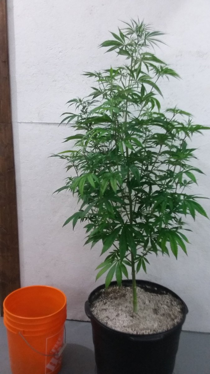 THEHIPPYCo's tweet photo. https://t.co/PfFqfY2KUq