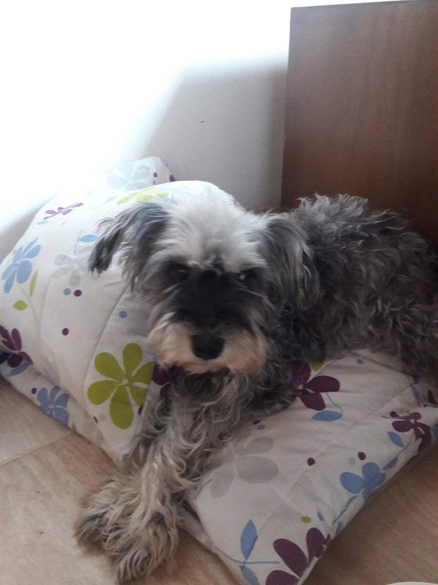 KtaDominguez's tweet photo. @FunCon_pasion Encontré esta perrita el 4 de marzo en Villa Hermosa sector la mansión. Busca  hogar. Info 3163008182 Por favor difundir https://t.co/aNvOfesypc