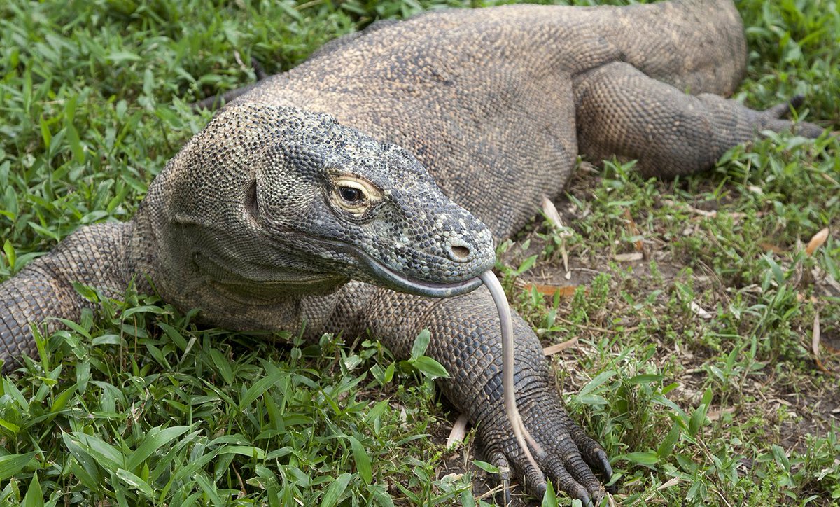 adriennexgrace's tweet photo. komodo dragons are so cute https://t.co/xMY2QLaf9G