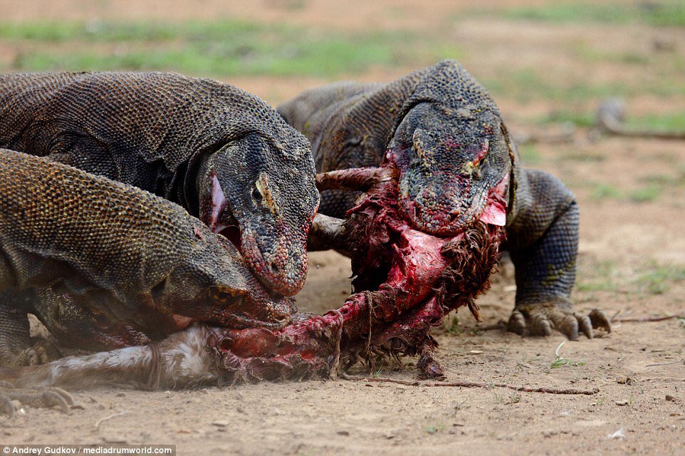 adriennexgrace's tweet photo. komodo dragons are so cute https://t.co/xMY2QLaf9G