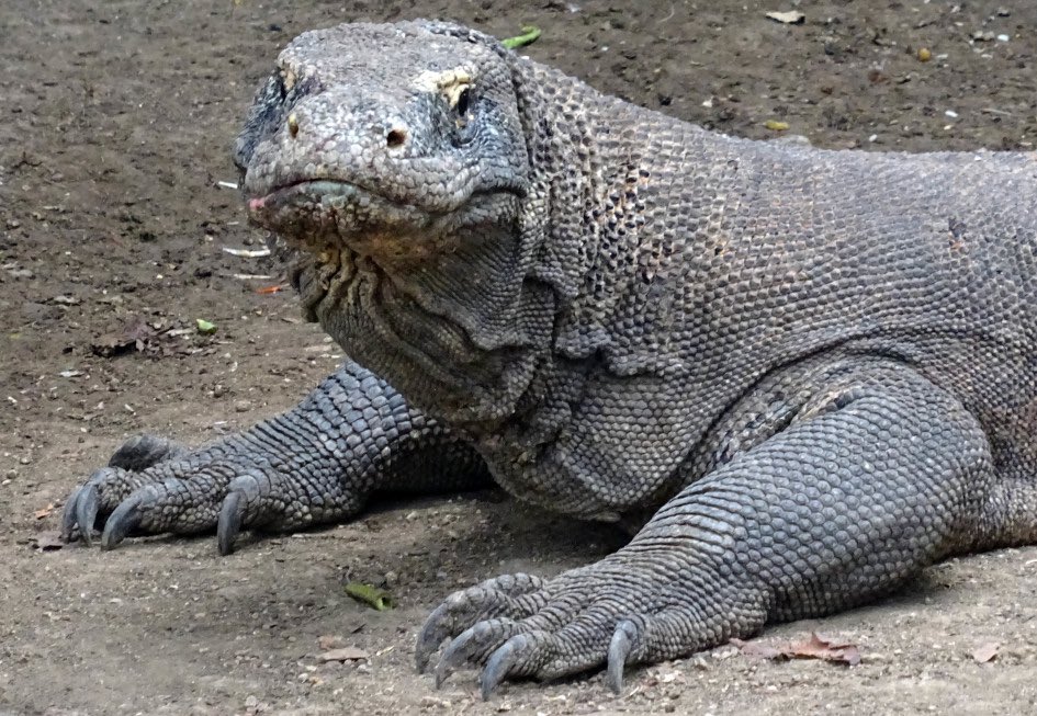 adriennexgrace's tweet photo. komodo dragons are so cute https://t.co/xMY2QLaf9G