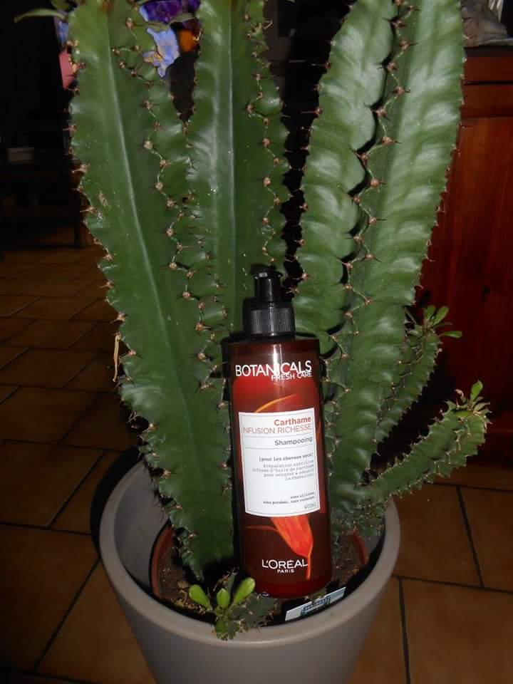 CathyGuisse's tweet photo. #BotanicalsFreshCare #Shampooing cheveux secs huile de #carthame coco et soja , cheveux plus souples #Sampleo #loreal https://t.co/xE5aXgBFJI