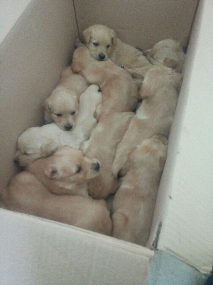 MariviAlba's tweet photo. 10 cachorros recién abandonados en la calle en una caja. Gente de Cádiz que quiera adoptar o acoger???? AYUDA POR FAVOR!!!! https://t.co/IaJt3QDoAD