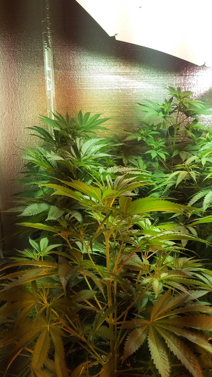 THEHIPPYCo's tweet photo. Master kush .....humbolt seeds ...grown hippy  style .....BIG https://t.co/wFcnsDZF9E