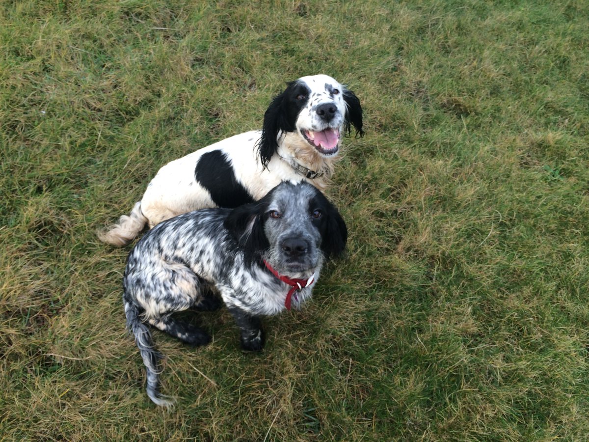 Belle and Flora have gone missing from the Bodorgan area of Anglesey. If you see them let us know and we can put you in touch with the owner