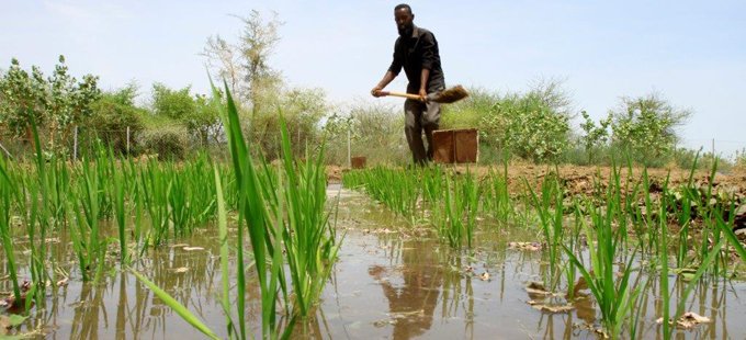 #AfDB and Government of #Sudan launch #ENABLEYouth Sudan Program afdb.org/en/news-and-ev… #agriculture #jobs #youth