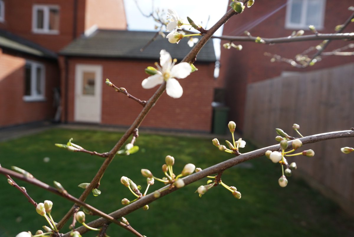 leilaainge's tweet photo. . @NWLeics the free Cherry Plum Tree we received from you in 2013 has blossomed for the first time! Thank you 😊 https://t.co/ihI9mfNjym