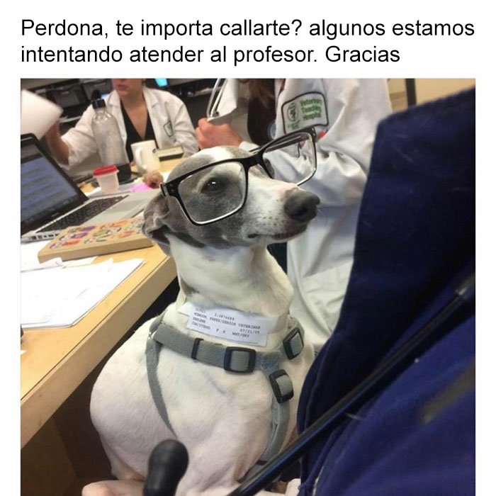 yisucrist's tweet photo. este perro seguro k saca mejores notas k yo https://t.co/9ONcDiwwKT