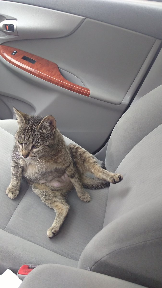 UverWexico's tweet photo. De repente se sube cada animal en @Uber_MEX ! #ubercat  buen día para todos https://t.co/eYDPtX1GB6