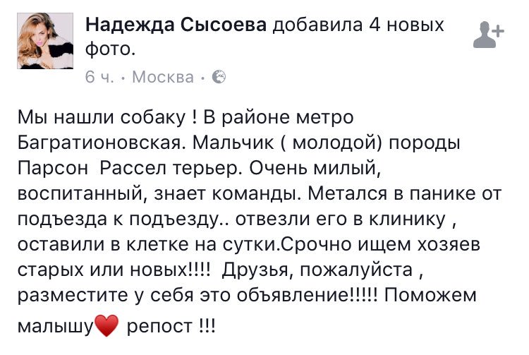 IshyDom's tweet photo. НАЙДЕН кобель Парсон  Рассел терьер в р-не Багратионовской.Мальчик ( молодой) Очень милый, воспитанный, знает команды. репост !!! https://t.co/3z4Eik3F6d