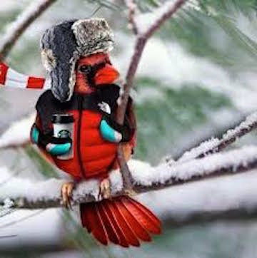 Wild Birds Unlimited tweet media
