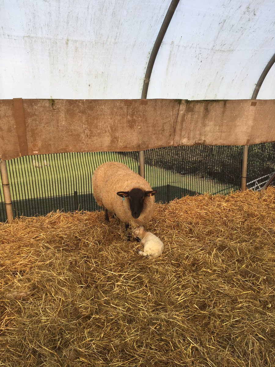 cheshiremovers's tweet photo. Welcome to the world fluffy lamb!! #Lambing2017 #lambinglive #hobbyfarming #cheshireclearanceandremovals #spring #Cheshire https://t.co/S128JRJcRi