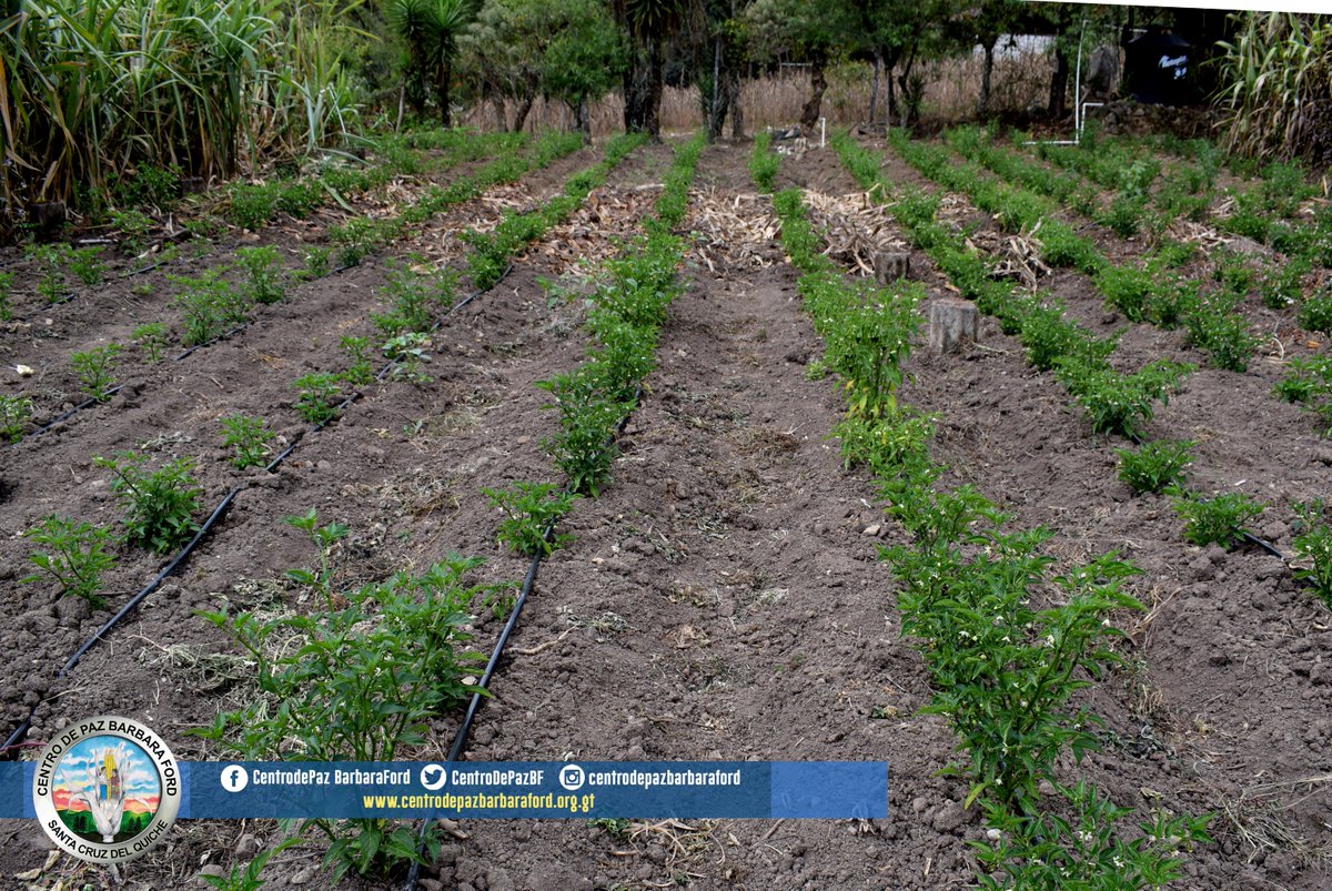 Sistemas de #Riego por #Goteo instalados en las comunidades de Tzalbal y Xecoxo de Nebaj, #Quiché Proyecto Más Riego <a href="/CentroDePazBF/">CPBF</a>