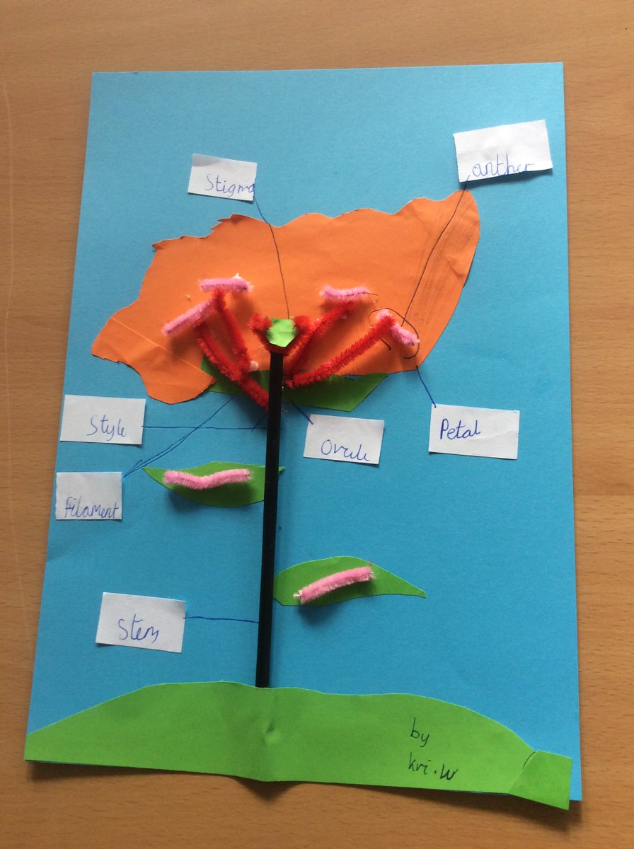 miss_g_primary's tweet photo. Today, had great fun investigating the reproductive parts of a flower.  @DeputyMitchell @SianiR https://t.co/IwyhGpMJNh https://t.co/mETVcIaQFO